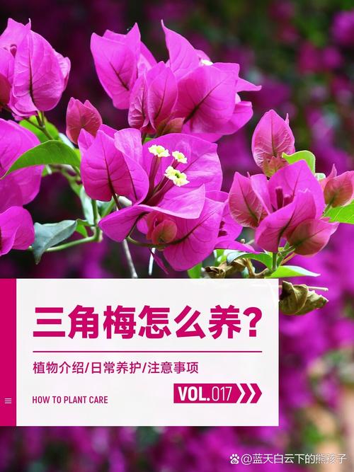 三角梅冬季养护方法?三角梅冬季养护管理方法?-第1张图片-优品飞百科 三角梅冬季养护方法?三角梅冬季养护管理方法?-第1张图片-优品飞百科