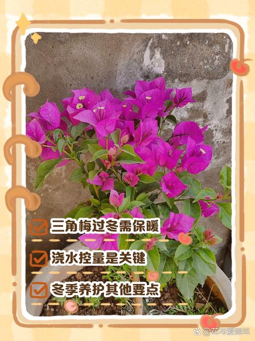 三角梅冬季养护方法?三角梅冬季养护管理方法?-第2张图片-优品飞百科 三角梅冬季养护方法?三角梅冬季养护管理方法?-第2张图片-优品飞百科