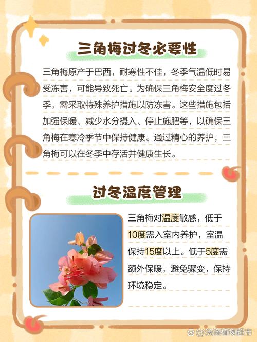 三角梅冬季养护方法?三角梅冬季养护管理方法?-第3张图片-优品飞百科 三角梅冬季养护方法?三角梅冬季养护管理方法?-第3张图片-优品飞百科