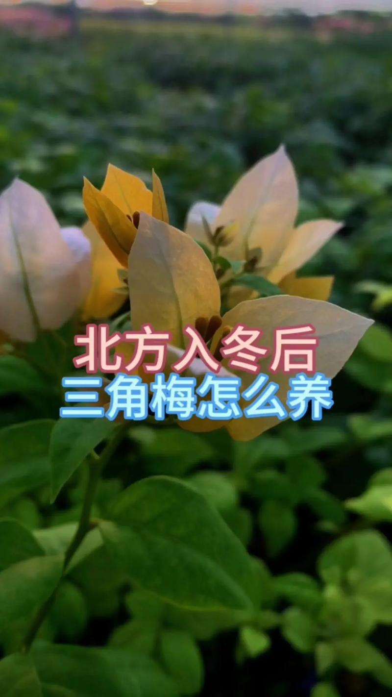 三角梅冬季养护方法?三角梅冬季养护管理方法?-第5张图片-优品飞百科 三角梅冬季养护方法?三角梅冬季养护管理方法?-第5张图片-优品飞百科