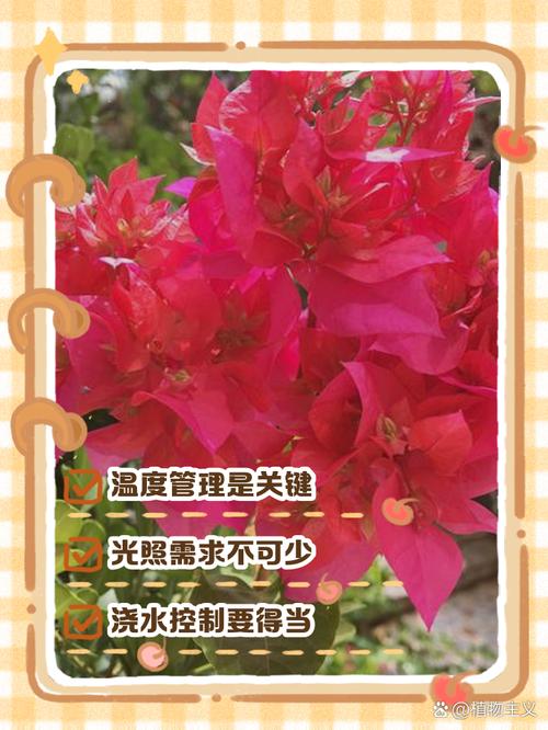 三角梅冬季养护方法?三角梅冬季养护管理方法?-第6张图片-优品飞百科 三角梅冬季养护方法?三角梅冬季养护管理方法?-第6张图片-优品飞百科