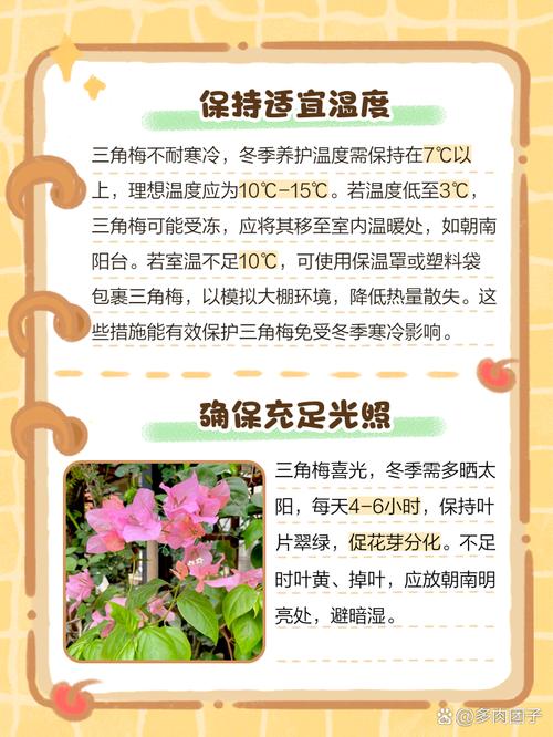 三角梅冬季养护方法?三角梅冬季养护管理方法?-第7张图片-优品飞百科 三角梅冬季养护方法?三角梅冬季养护管理方法?-第7张图片-优品飞百科