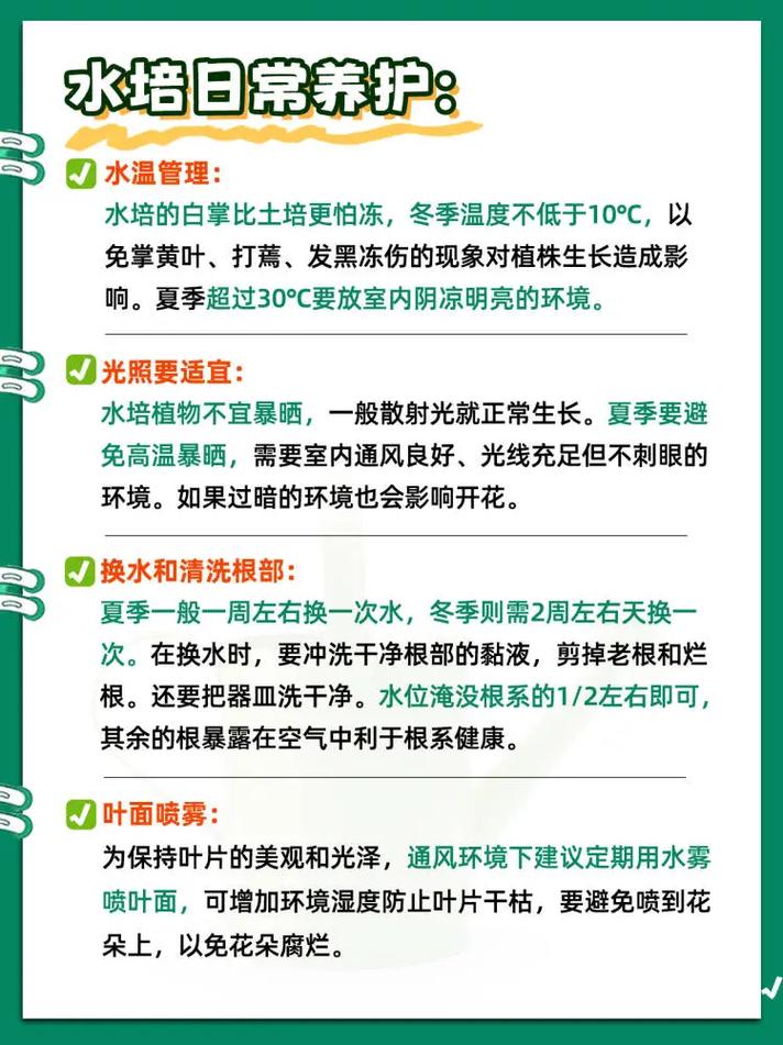 水培白掌怎么养才旺盛，水培白掌的方法和注意事项
