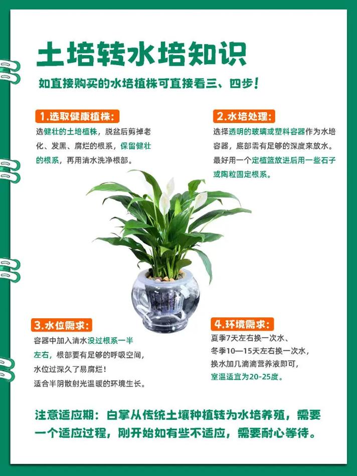 水培白掌怎么养才旺盛，水培白掌的方法和注意事项-第3张图片-优品飞百科