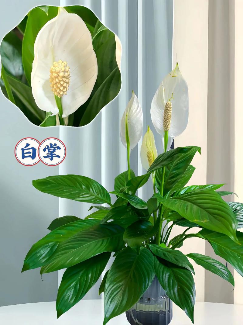 水培白掌怎么养才旺盛，水培白掌的方法和注意事项-第5张图片-优品飞百科