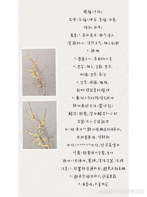 腊梅秋天怎么养？腊梅秋天怎么养护需要人工落叶吗？-第3张图片-优品飞百科