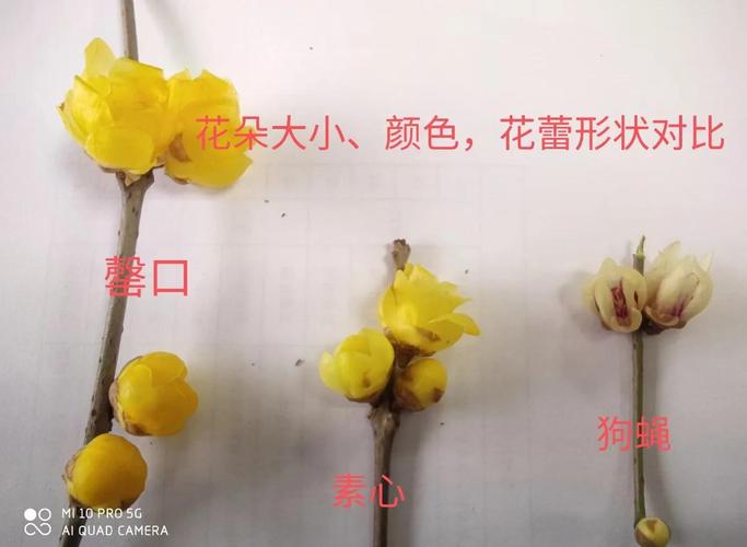 腊梅秋天怎么养？腊梅秋天怎么养护需要人工落叶吗？-第4张图片-优品飞百科