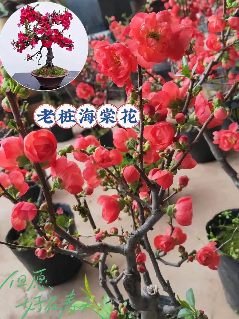 新买的海棠怎么养，新买的海棠花如何管理？-第2张图片-优品飞百科