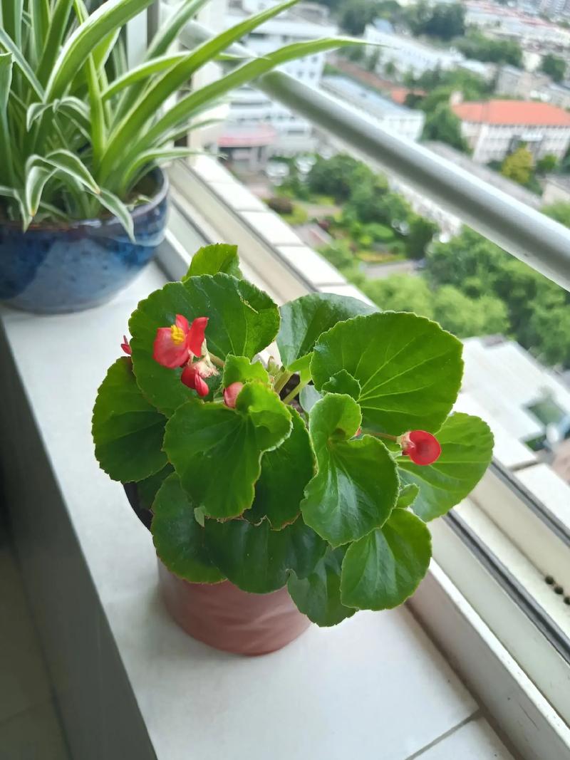 新买的海棠怎么养，新买的海棠花如何管理？-第3张图片-优品飞百科