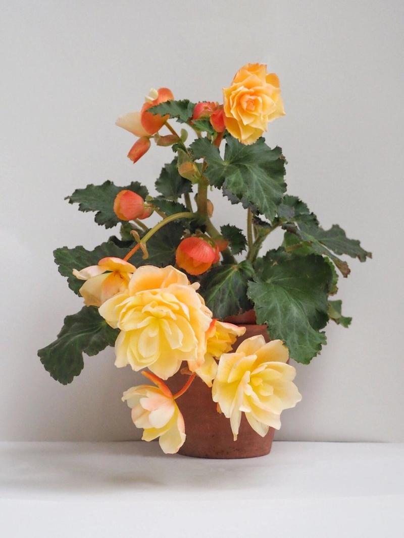 新买的海棠怎么养，新买的海棠花如何管理？-第4张图片-优品飞百科