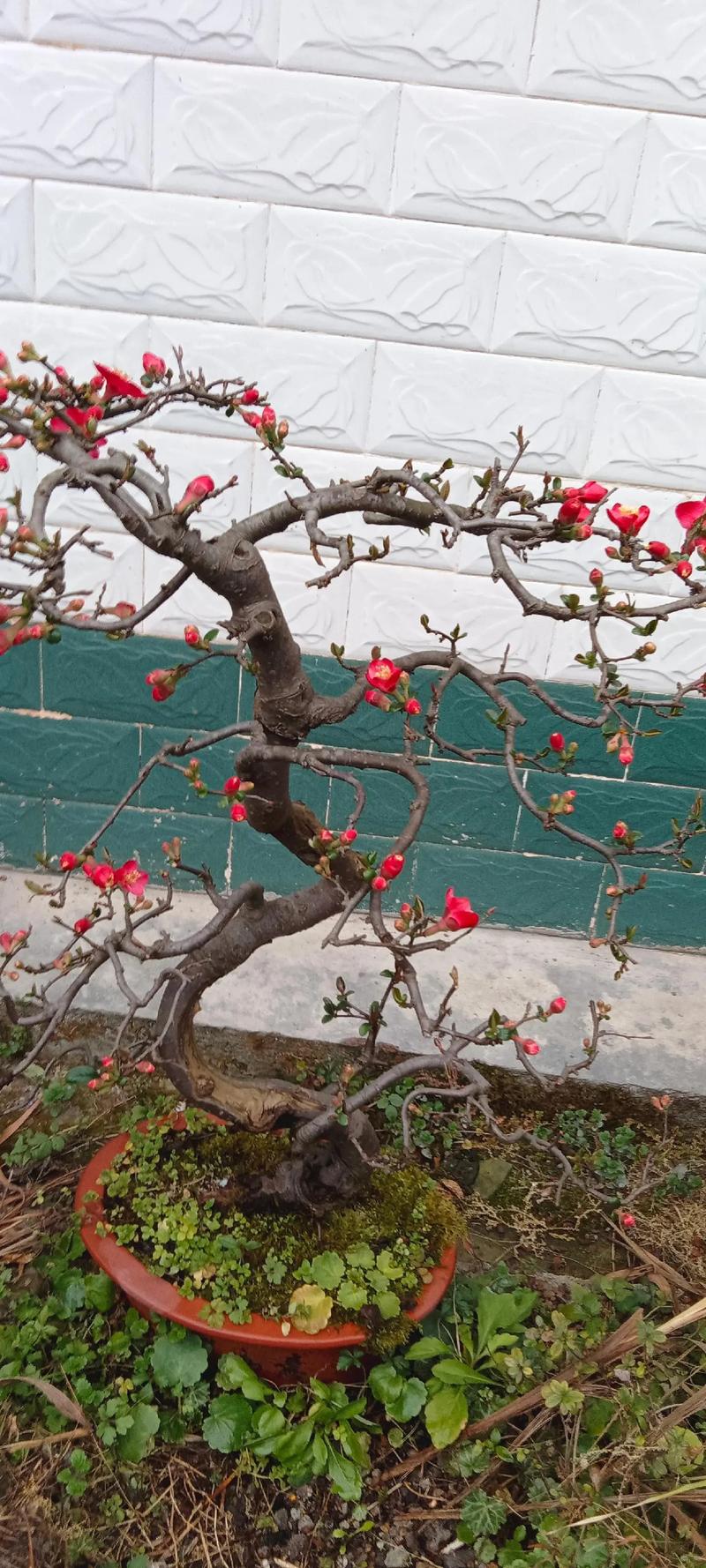 新买的海棠怎么养，新买的海棠花如何管理？-第5张图片-优品飞百科