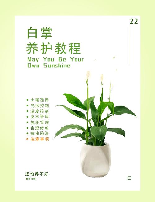 白掌叶子蔫了还能活吗，白掌叶子蔫了还能活吗图片-第2张图片-优品飞百科