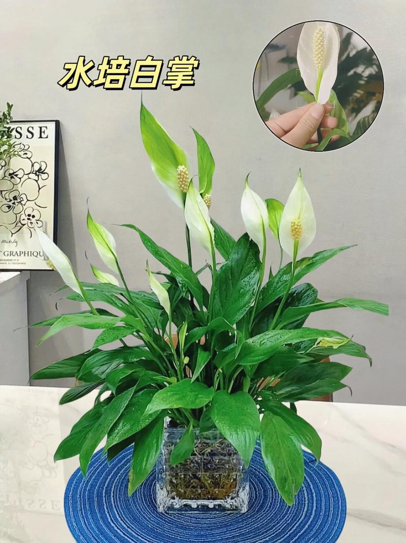 白掌叶子蔫了还能活吗，白掌叶子蔫了还能活吗图片-第5张图片-优品飞百科