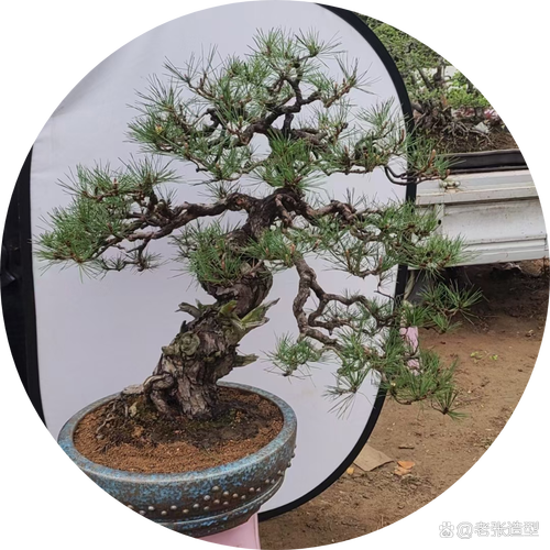 怎样才能把植物养好,怎样把植物养的常茂盛?-第2张图片-优品飞百科 怎样才能把植物养好,怎样把植物养的常茂盛?-第2张图片-优品飞百科