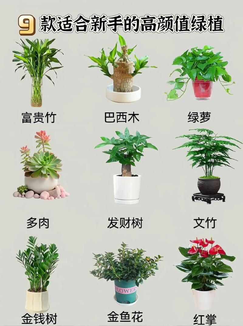 怎样才能把植物养好,怎样把植物养的常茂盛?-第3张图片-优品飞百科 怎样才能把植物养好,怎样把植物养的常茂盛?-第3张图片-优品飞百科