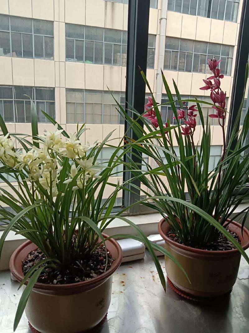 怎样才能把植物养好,怎样把植物养的常茂盛?-第5张图片-优品飞百科 怎样才能把植物养好,怎样把植物养的常茂盛?-第5张图片-优品飞百科