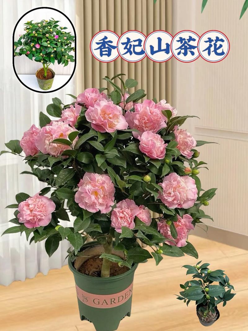 怎样才能把植物养好,怎样把植物养的常茂盛?-第6张图片-优品飞百科 怎样才能把植物养好,怎样把植物养的常茂盛?-第6张图片-优品飞百科