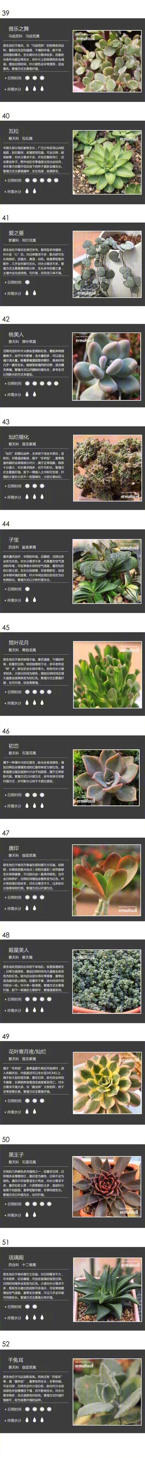 不适合露养的多肉名单？哪几种多肉不能露养淋雨？-第4张图片-优品飞百科