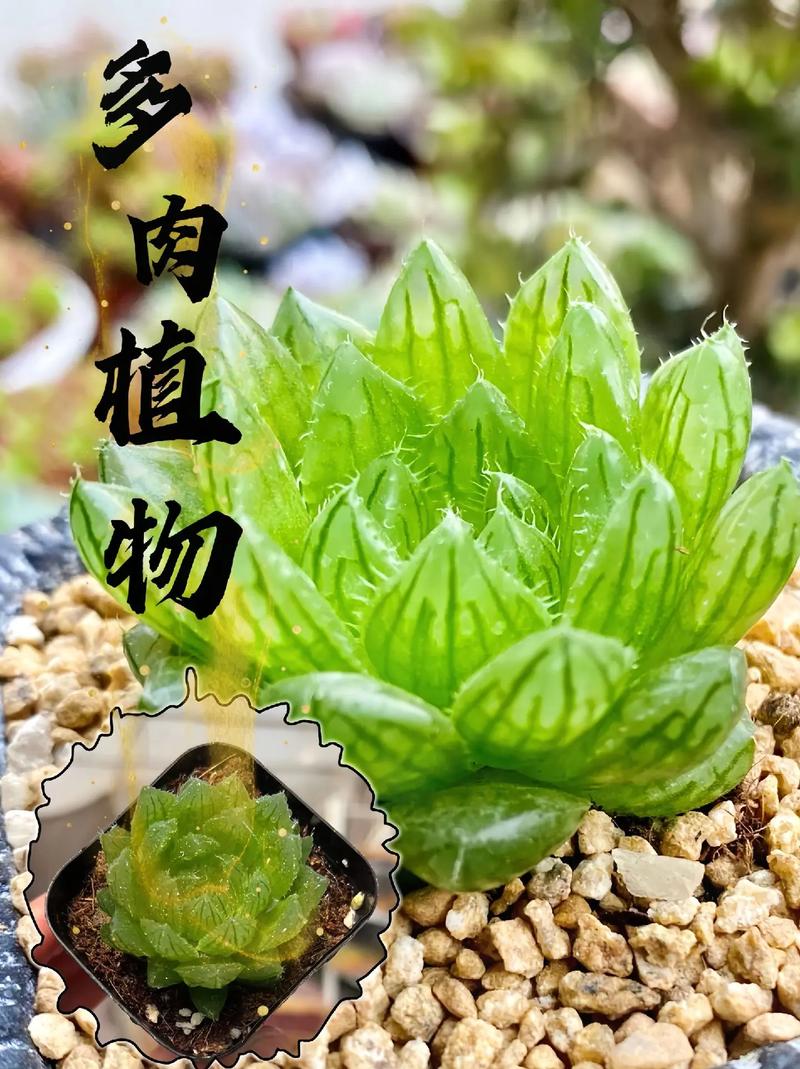 不适合露养的多肉名单？哪几种多肉不能露养淋雨？-第5张图片-优品飞百科