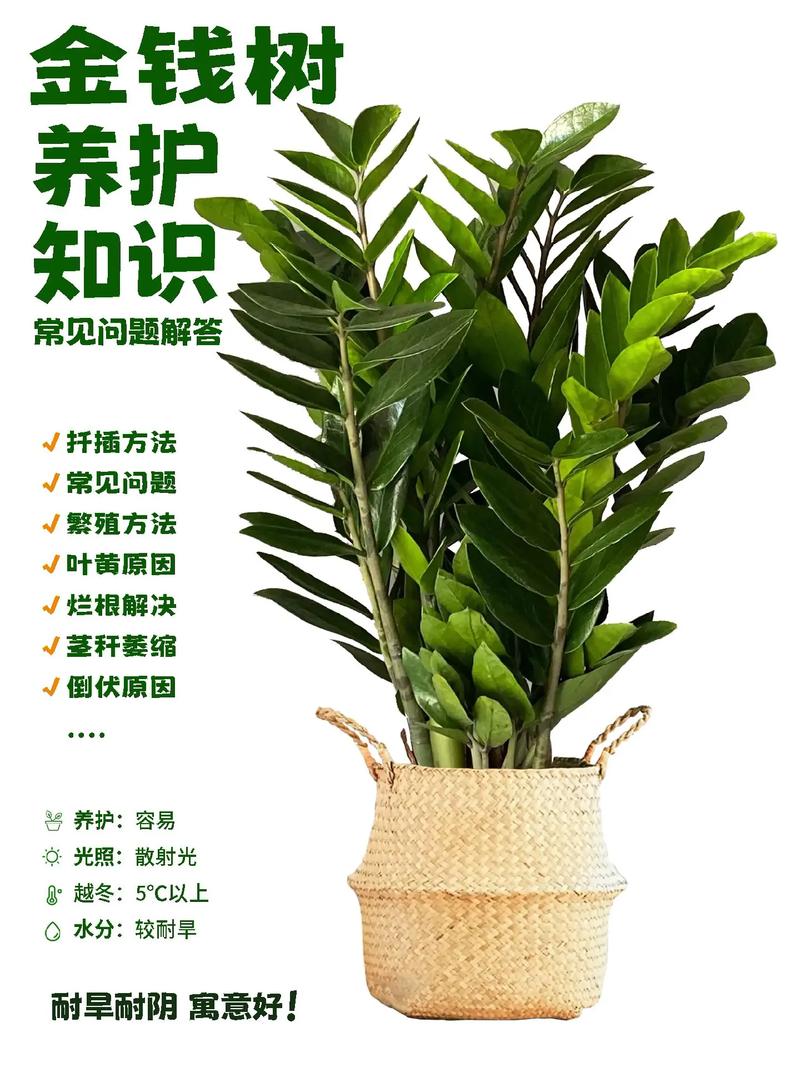 金钱树怎么养，金钱树怎么养才能更旺盛