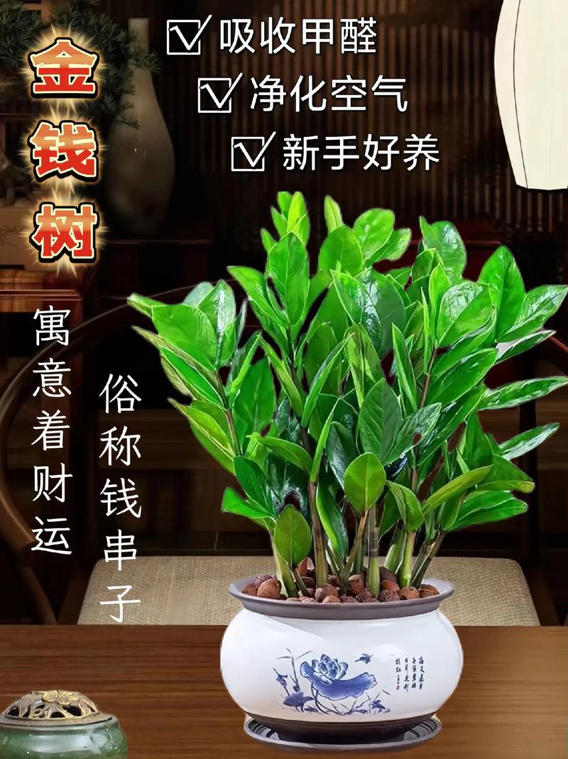 金钱树怎么养，金钱树怎么养才能更旺盛-第2张图片-优品飞百科