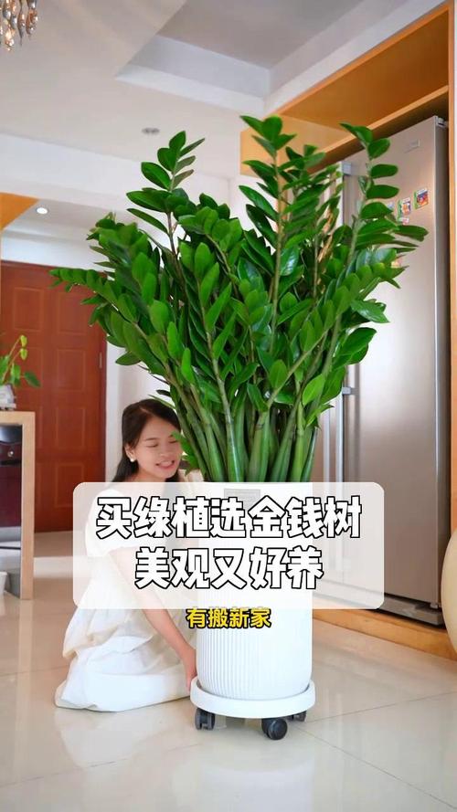 金钱树怎么养，金钱树怎么养才能更旺盛-第3张图片-优品飞百科