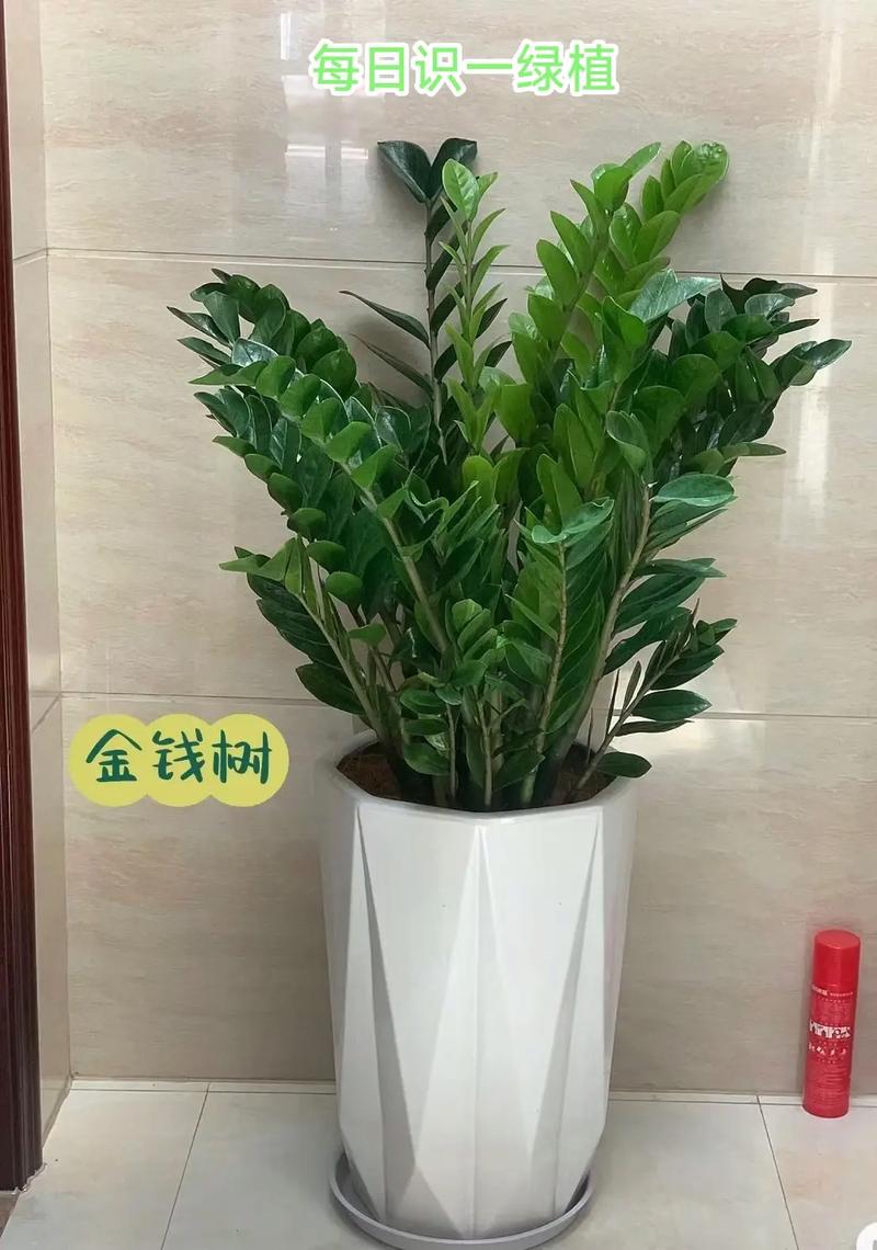 金钱树怎么养，金钱树怎么养才能更旺盛-第4张图片-优品飞百科