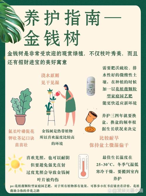 金钱树怎么养，金钱树怎么养才能更旺盛-第6张图片-优品飞百科