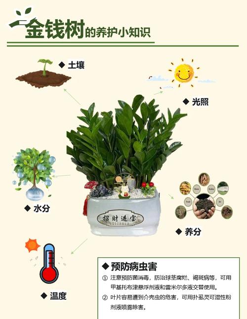 金钱树怎么养，金钱树怎么养才能更旺盛-第5张图片-优品飞百科