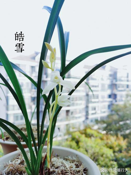 建兰冬天怎么养，建兰冬季的养殖方法和注意事项？