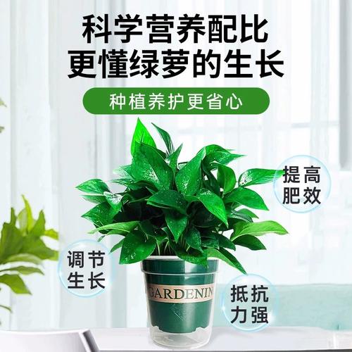 水培绿萝用什么营养液?水培绿萝用什么水好?-第5张图片-优品飞百科 水培绿萝用什么营养液?水培绿萝用什么水好?-第5张图片-优品飞百科