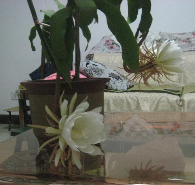 昙花冬季怎么养，昙花冬季怎么管理-第1张图片-优品飞百科