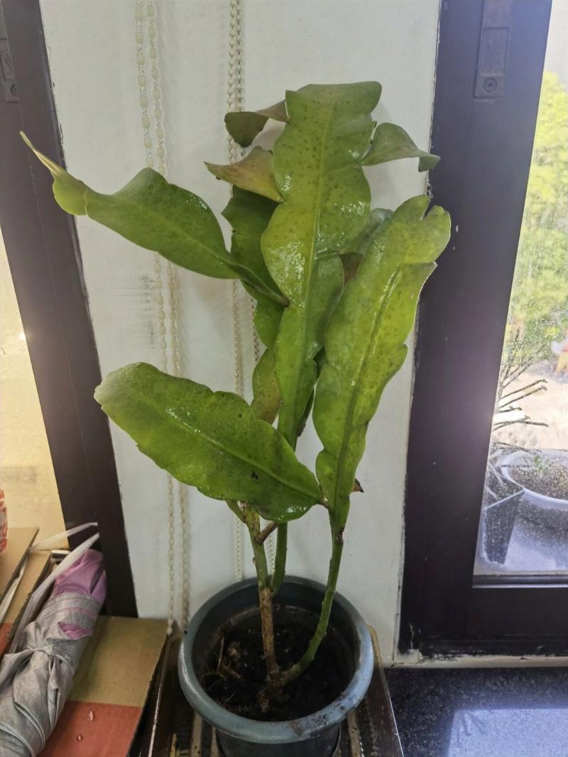 昙花冬季怎么养，昙花冬季怎么管理-第3张图片-优品飞百科