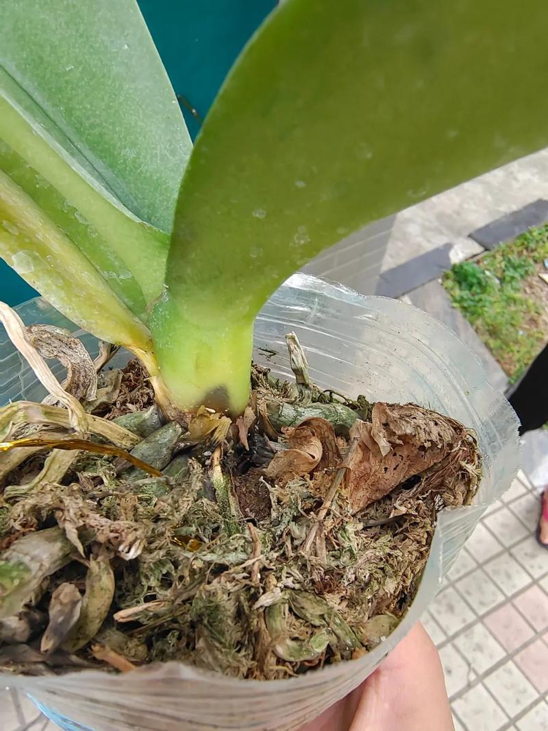 昙花冬季怎么养，昙花冬季怎么管理-第6张图片-优品飞百科