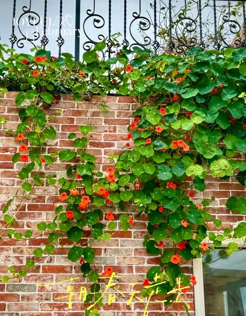 旱金莲秋天怎么养，旱金莲怎么度夏-第2张图片-优品飞百科