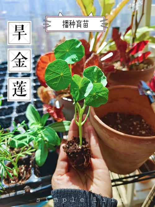 旱金莲秋天怎么养，旱金莲怎么度夏-第3张图片-优品飞百科