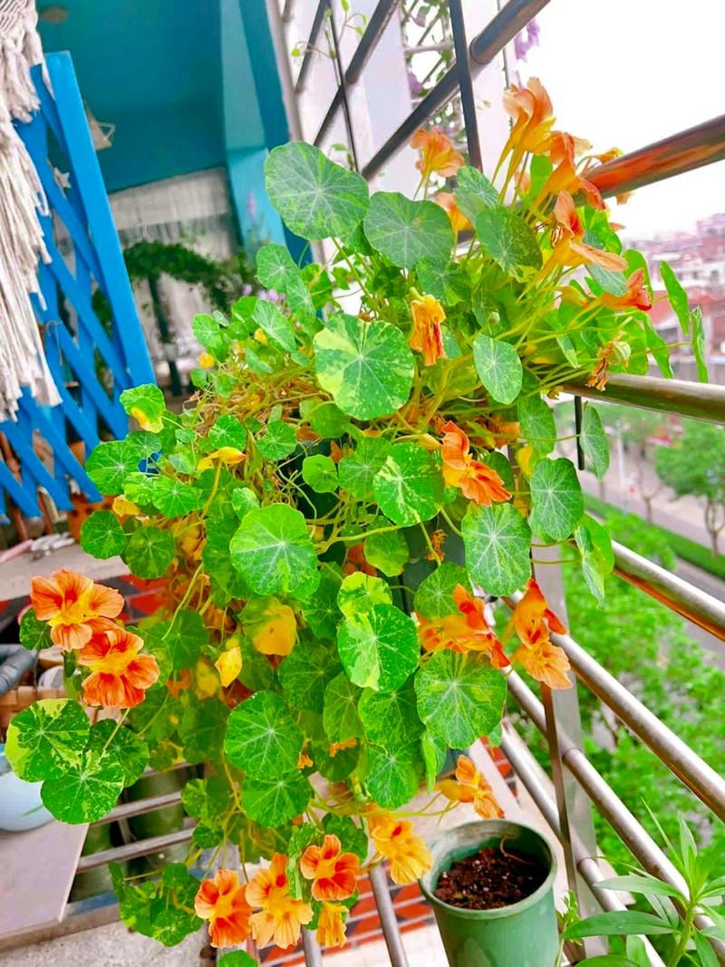 旱金莲秋天怎么养，旱金莲怎么度夏-第4张图片-优品飞百科