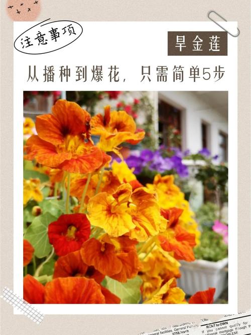 旱金莲秋天怎么养，旱金莲怎么度夏-第6张图片-优品飞百科