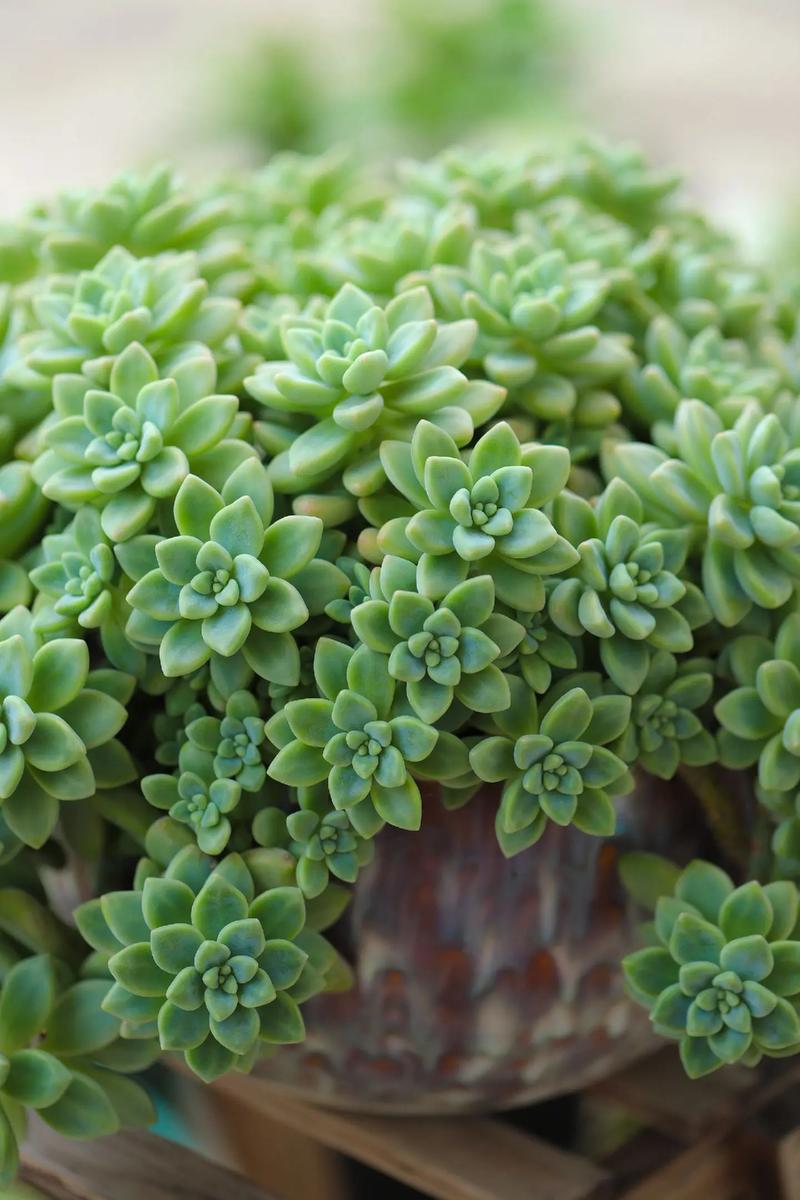 旱金莲秋天怎么养，旱金莲怎么度夏-第8张图片-优品飞百科