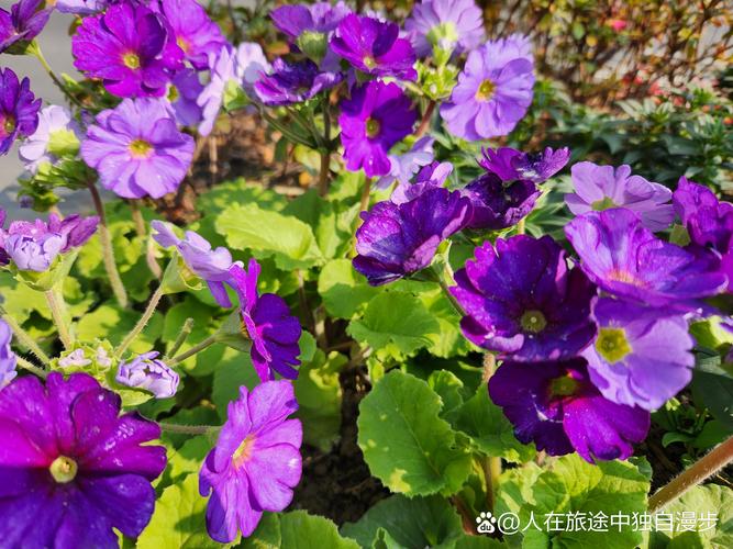 蒂牡花应该如何种植，并蒂牡丹？-第1张图片-优品飞百科