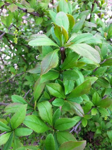 蒂牡花应该如何种植，并蒂牡丹？-第2张图片-优品飞百科