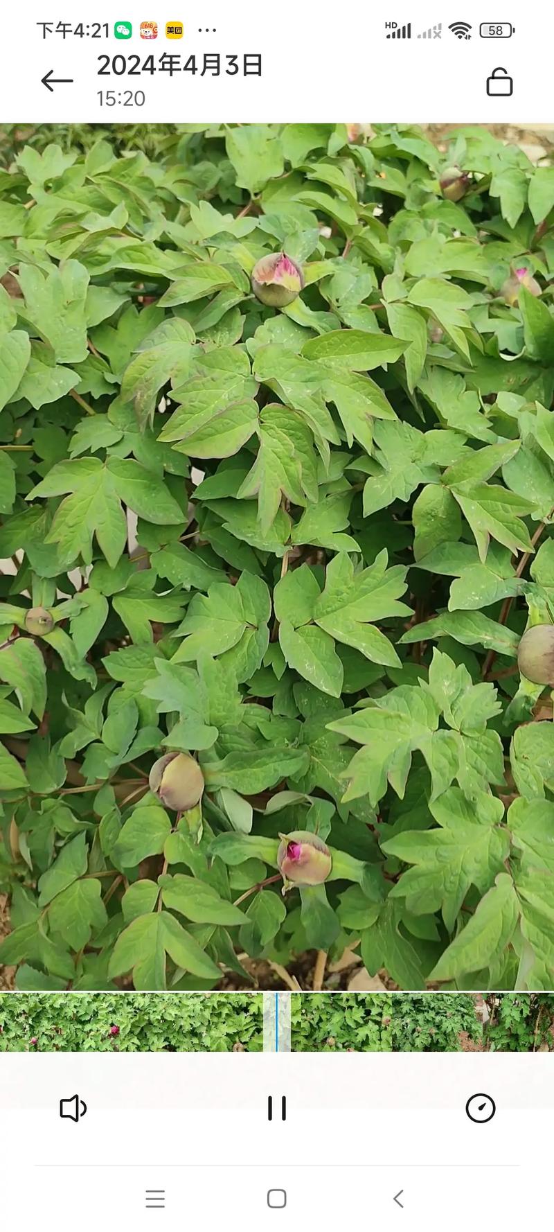 蒂牡花应该如何种植，并蒂牡丹？-第3张图片-优品飞百科