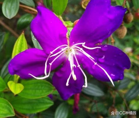 蒂牡花应该如何种植，并蒂牡丹？-第4张图片-优品飞百科