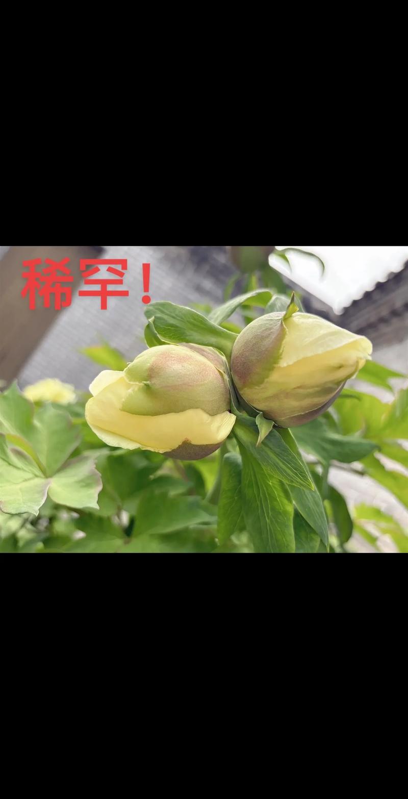 蒂牡花应该如何种植，并蒂牡丹？-第5张图片-优品飞百科