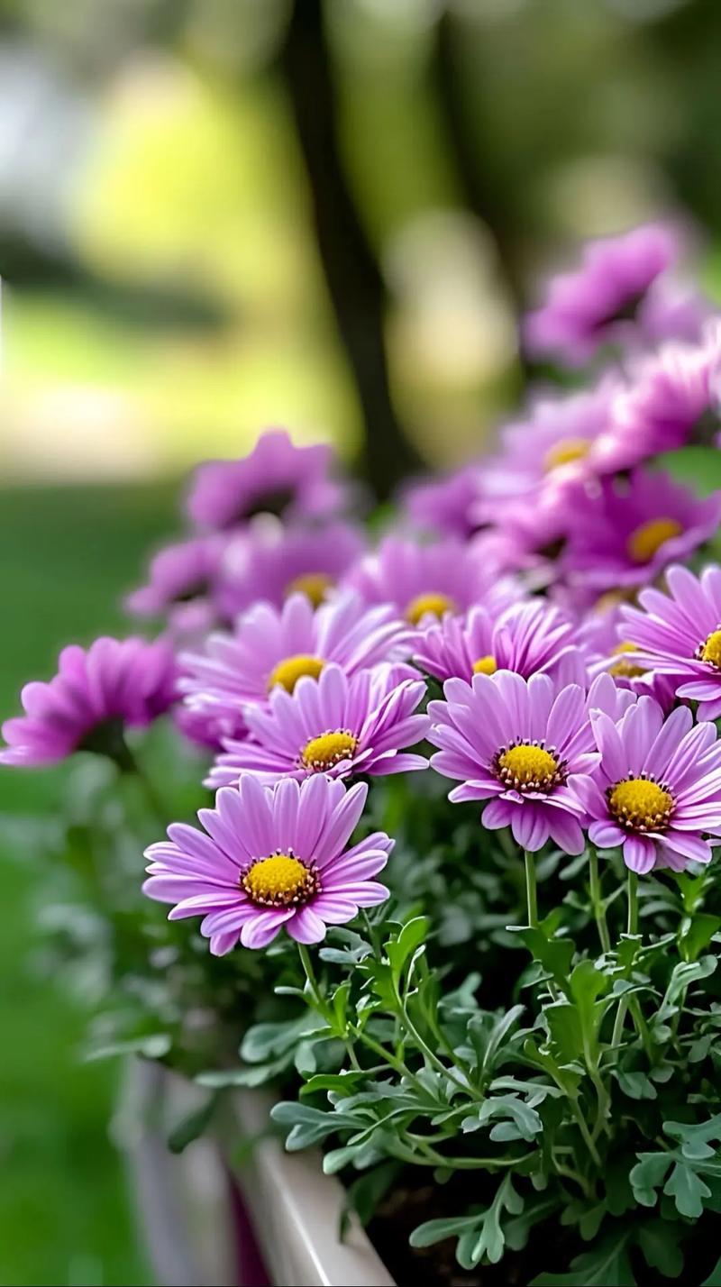 蒂牡花应该如何种植，并蒂牡丹？-第6张图片-优品飞百科