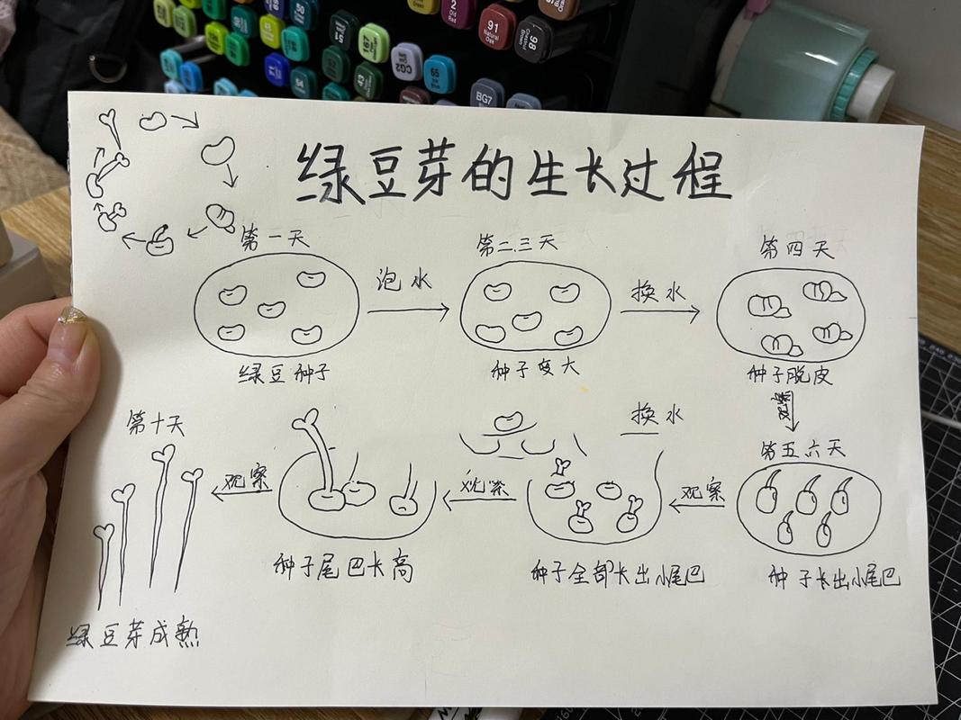 绿豆怎么发芽最快？绿豆怎么发芽最快方法？-第3张图片-优品飞百科