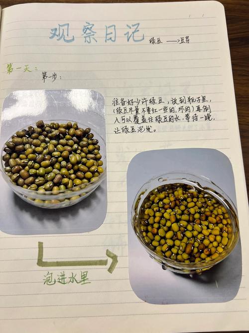 绿豆怎么发芽最快？绿豆怎么发芽最快方法？-第4张图片-优品飞百科
