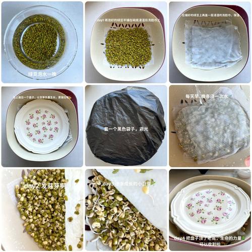 绿豆怎么发芽最快？绿豆怎么发芽最快方法？-第5张图片-优品飞百科
