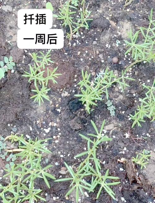 太阳花几月扦插，太阳花几月扦插比较好-第1张图片-优品飞百科