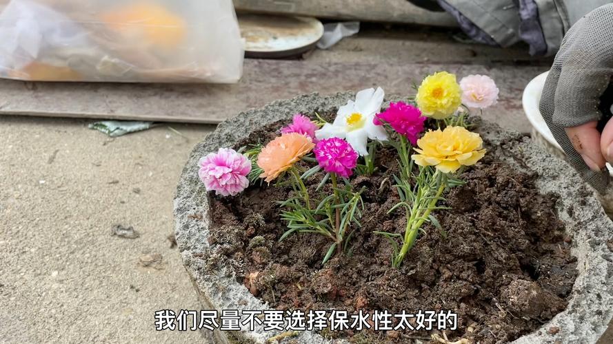 太阳花几月扦插，太阳花几月扦插比较好-第2张图片-优品飞百科